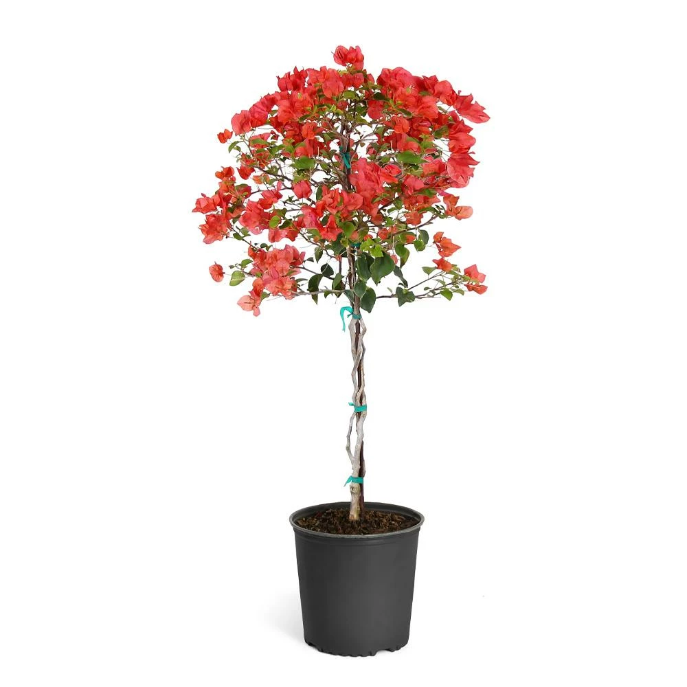 Fast Growing Trees See All Shrubs & Hedges Sundown Orange Bougainvillea 9 Fast Growing Trees See All Shrubs & Hedges Sundown Orange Bougainvillea