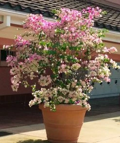 Fast Growing Trees Thai Delight Bougainvillea