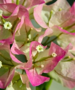 Fast Growing Trees Thai Delight Bougainvillea