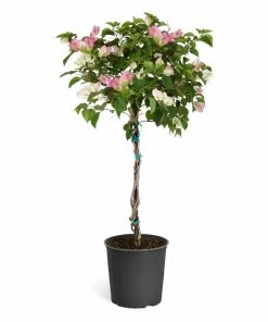Fast Growing Trees Thai Delight Bougainvillea