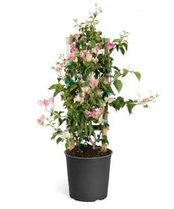 Fast Growing Trees Thai Delight Bougainvillea