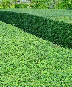 Fast Growing Trees Titan Boxwood Shrub Boxwood Shrubs