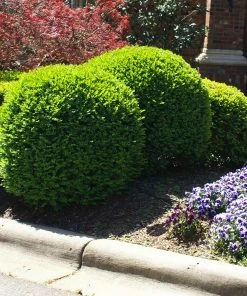 Fast Growing Trees Titan Boxwood Shrub Boxwood Shrubs
