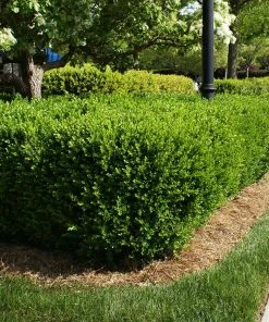 Fast Growing Trees Titan Boxwood Shrub Boxwood Shrubs