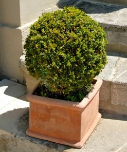 Fast Growing Trees Titan Boxwood Shrub Boxwood Shrubs