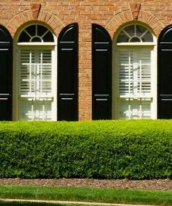 Fast Growing Trees Titan Boxwood Shrub Boxwood Shrubs