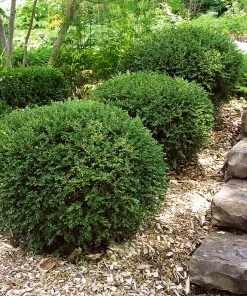 Fast Growing Trees Boxwood Shrubs Wintergreen Boxwood Shrub