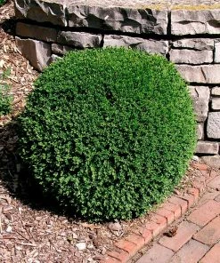 Fast Growing Trees Boxwood Shrubs Wintergreen Boxwood Shrub