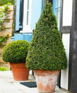 Fast Growing Trees Boxwood Shrubs Wintergreen Boxwood Shrub
