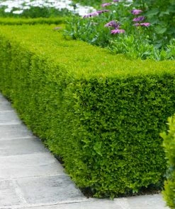 Fast Growing Trees Boxwood Shrubs Wintergreen Boxwood Shrub