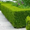 Fast Growing Trees Boxwood Shrubs Wintergreen Boxwood Shrub