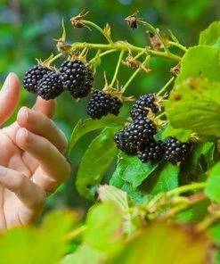 Fast Growing Trees Groundcover & Vines Boysenberry Bush - Thornless