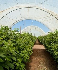 Fast Growing Trees Groundcover & Vines Boysenberry Bush - Thornless