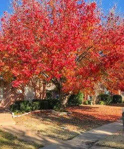 Fast Growing Trees Bradford Pear Tree Flowering Pear Trees