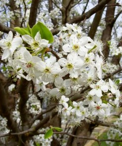 Fast Growing Trees Bradford Pear Tree Flowering Pear Trees