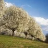 Fast Growing Trees Bradford Pear Tree Flowering Pear Trees 2 Fast Growing Trees Bradford Pear Tree Flowering Pear Trees