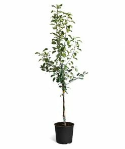 Fast Growing Trees Braeburn & Gala Twisted Apple Tree