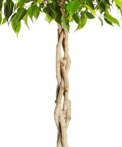 Fast Growing Trees Air Purifying House Plants Braided Benjamina Ficus Tree