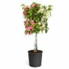 Fast Growing Trees Bi-Color Bougainvillea Tree See All Shrubs & Hedges 2 Fast Growing Trees Bi-Color Bougainvillea Tree See All Shrubs & Hedges