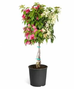 Fast Growing Trees Bi-Color Bougainvillea Tree See All Shrubs & Hedges