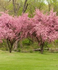 Fast Growing Trees Crabapple Trees Brandywine Crabapple Tree