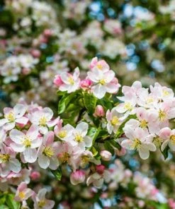 Fast Growing Trees Crabapple Trees Brandywine Crabapple Tree 9 Fast Growing Trees Crabapple Trees Brandywine Crabapple Tree