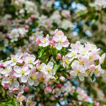 Fast Growing Trees Crabapple Trees Brandywine Crabapple Tree 6 Fast Growing Trees Crabapple Trees Brandywine Crabapple Tree