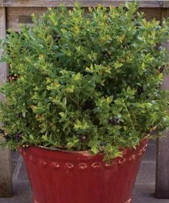Fast Growing Trees Bushel And Berry® Blueberry Glaze™ Blueberry Bush