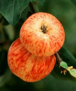 Fast Growing Trees Braeburn & Gala Twisted Apple Tree