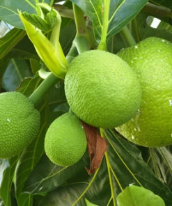 Fast Growing Trees Breadfruit