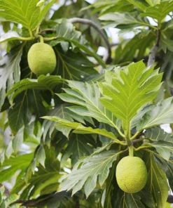 Fast Growing Trees Breadfruit