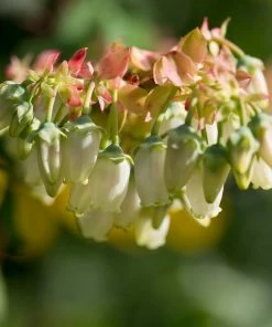 Fast Growing Trees Blueberry Bushes Brightwell Blueberry
