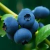 Fast Growing Trees Blueberry Bushes Brightwell Blueberry