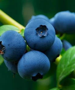 Fast Growing Trees Blueberry Bushes Brightwell Blueberry