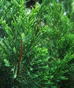 Fast Growing Trees Juniper Trees Brodie Eastern Red Cedar Tree