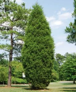 Fast Growing Trees Juniper Trees Brodie Eastern Red Cedar Tree