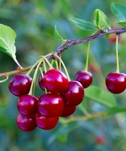 Fast Growing Trees Brooks Cherry Tree