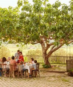 Fast Growing Trees Fig Trees Brown Turkey Fig 8 Fast Growing Trees Fig Trees Brown Turkey Fig