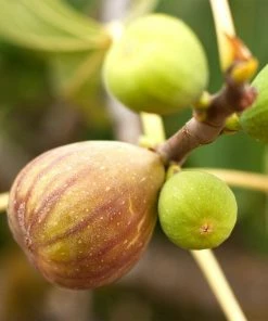 Fast Growing Trees Brown Turkey Fig Tree Salt Tolerant Plants