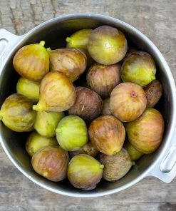 Fast Growing Trees Fig Trees Brown Turkey Fig