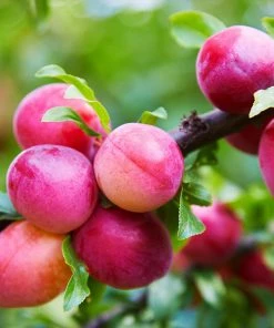 Fast Growing Trees Bubblegum 'Toka' Plum Tree Plum Trees