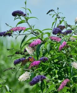 Fast Growing Trees Butterfly Magic™ Butterfly Bush See All Shrubs & Hedges