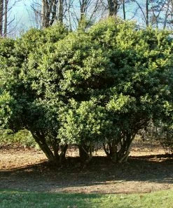 Fast Growing Trees Burford Holly Shrub Holly Trees