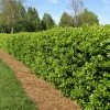 Fast Growing Trees Holly Trees Dwarf Burford Holly Shrub