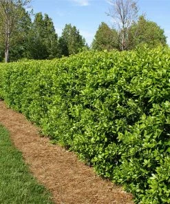 Fast Growing Trees Holly Trees Dwarf Burford Holly Shrub