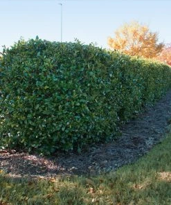Fast Growing Trees Holly Trees Dwarf Burford Holly Shrub 9 Fast Growing Trees Holly Trees Dwarf Burford Holly Shrub