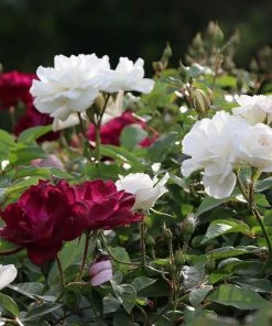 Fast Growing Trees Burgundy Iceberg And Iceberg Two-fer® Rose Tree