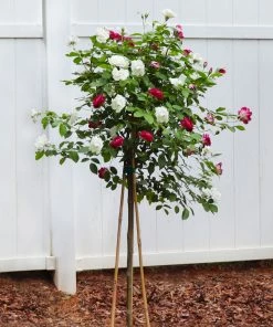 Fast Growing Trees Burgundy Iceberg And Iceberg Two-fer® Rose Tree