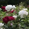 Fast Growing Trees Burgundy Iceberg And Iceberg Two-fer® Rose Tree 1 Fast Growing Trees Burgundy Iceberg And Iceberg Two-fer® Rose Tree