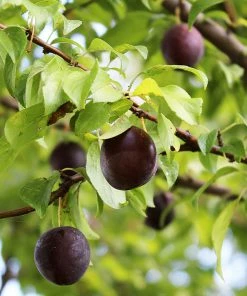 Fast Growing Trees Burgundy Plum Tree